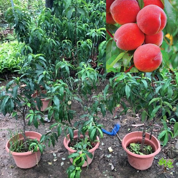 Cây đào tiên Nhật Bản