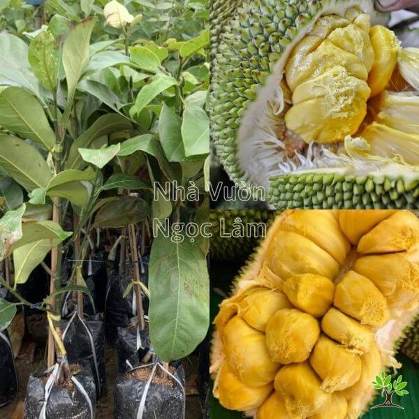 Mít Sầu Riêng