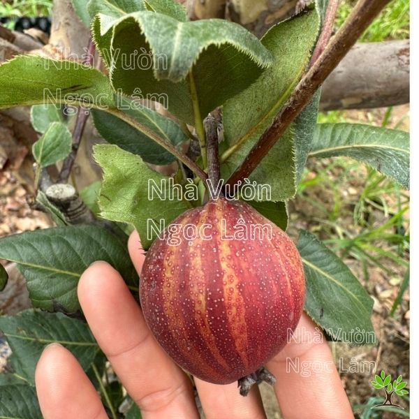 Cây Lê Đỏ Cầu Vồng