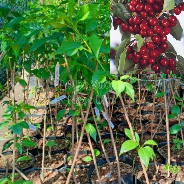 Cây Cherry Mỹ