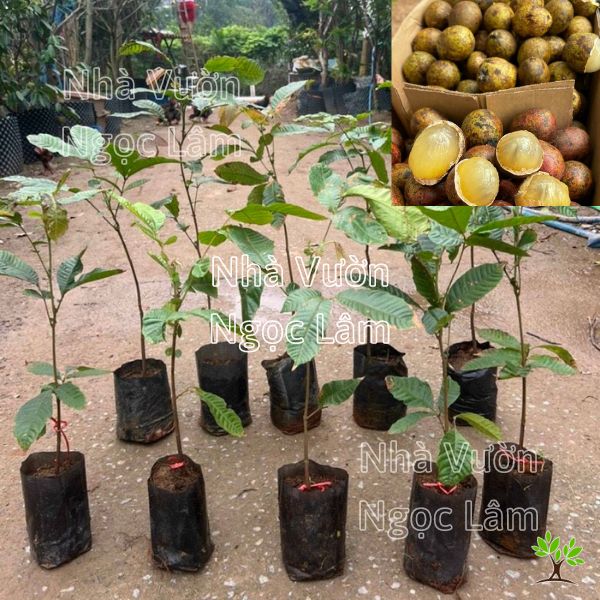 Cây nhãn sầu riêng – cây Matoa
