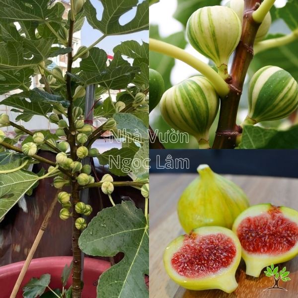Cây sung mỹ cẩm thạch
