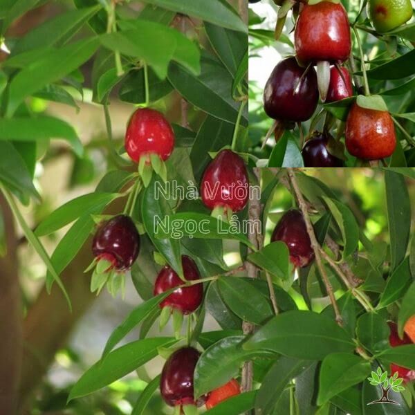 Cherry Kim Cương – Cherry Of Rio Grande