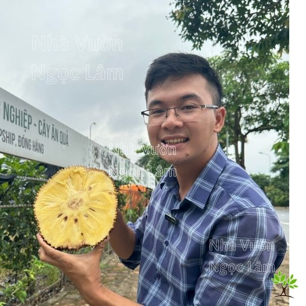 Cây Mít Không Hạt