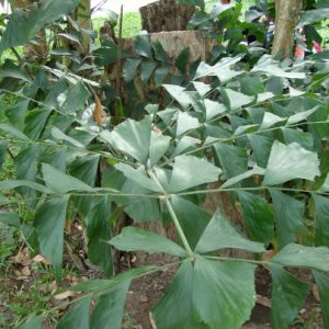 Cây giống đủng đỉnh (móc)