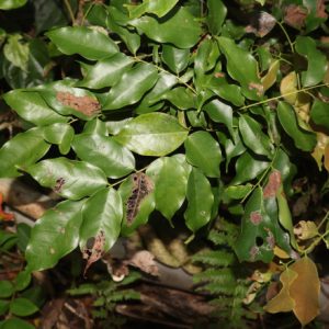 Cây giống cháy nhà (khế rừng)