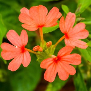 Cây hoa hỏa hoàng