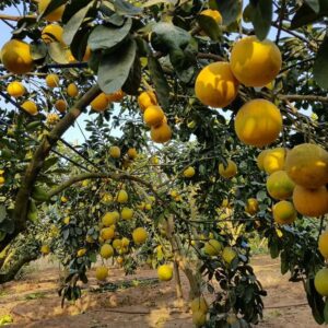 Cây Bưởi Diễn Giống