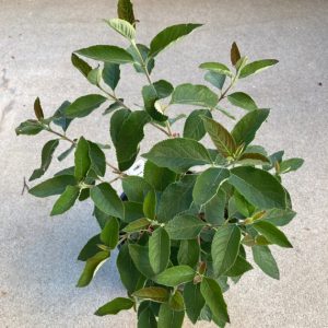 Cây giống bạch trầm hương