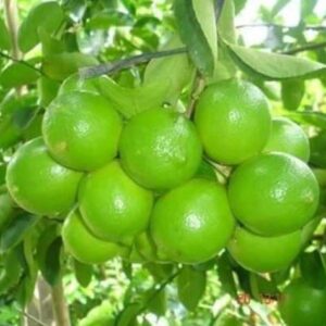 Cây chanh bốn mùa