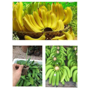 Cây chuối tiêu hồng giống