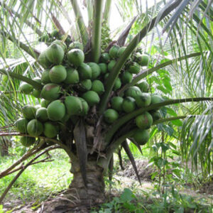 cây dừa xiêm lùn