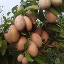 Cây hồng xiêm xoài