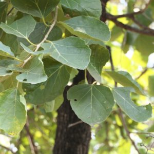 Cây giống thiên đầu thống