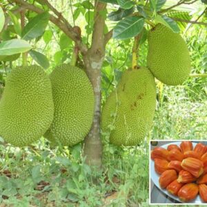 Cây mít ruột đỏ