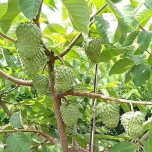 Cây na thái giống