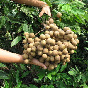Cây nhãn muộn