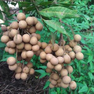 Cây nhãn muộn hà tây