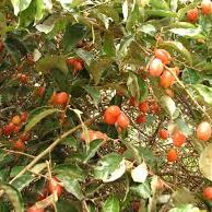 Cây Nhót  ngọt