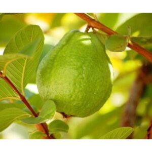 Cây Ổi Đài Loan lai lê