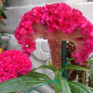 Hoa cảnh mào gà đỏ