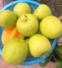 Cây táo đại mật