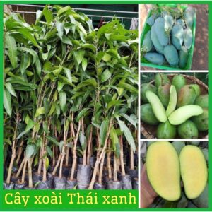 Cây xoài thái