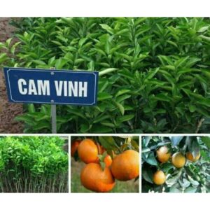 Giống Cây Cam Vinh