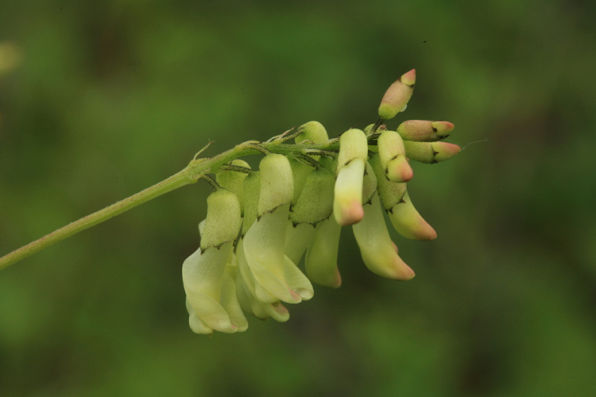 Hoàng Kỳ 4