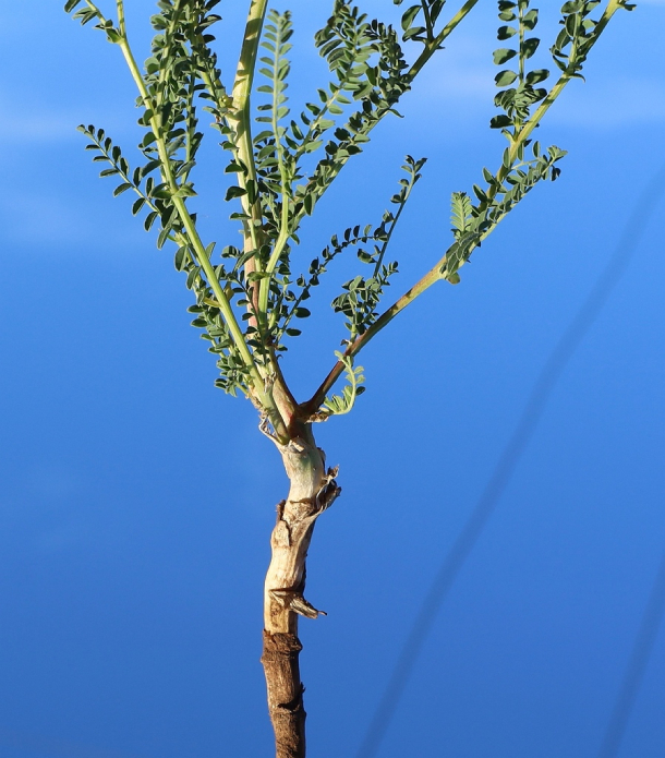 Hoàng Kỳ 3