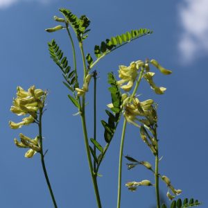 Cây giống hoàng kỳ nam