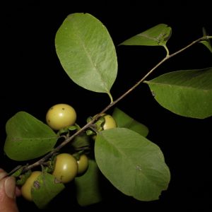 Cây giống mắc nưa (mặc nưa)