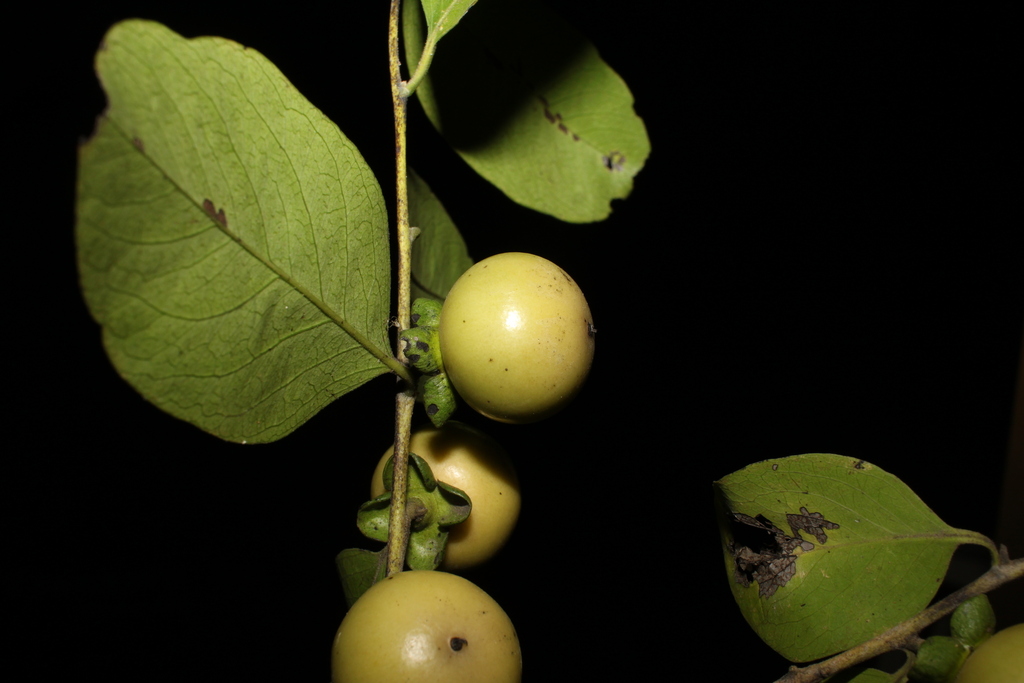 Mắc Nưa 2