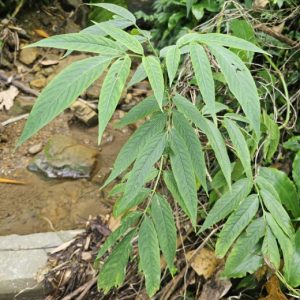 Cây giống cơm cháy