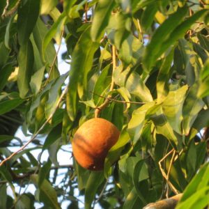 Cây đại phong tử (chùm bao lớn)