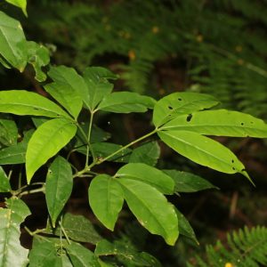 Cây ba chạc (chè đắng)