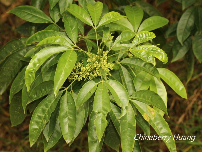 Ba Chạc 2