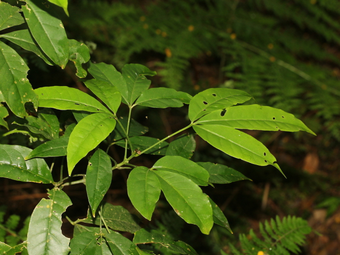 Ba Chạc 3