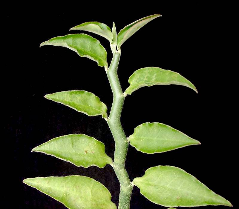Thuốc Giấu 2