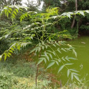 Cây giống xoan Ấn Độ (sầu đâu, sầu đông, cây neem, nem)