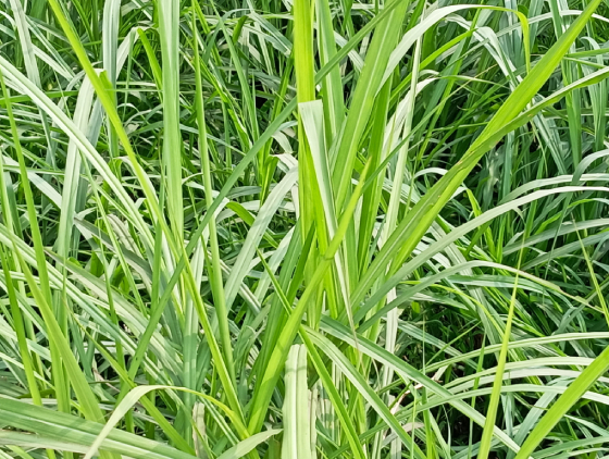 Cỏ Voi 2