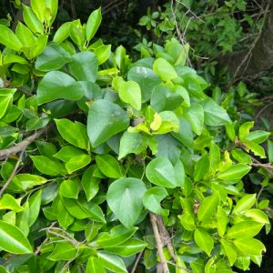 Cây lõi tiền (phấn cơ đốc)