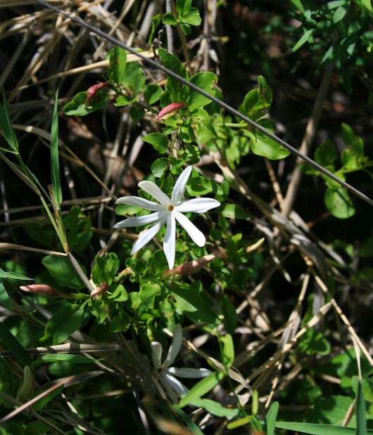Nguyệt Quế Leo 2