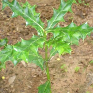 Cây giống ô rô làm hàng rào (ô rô nước)