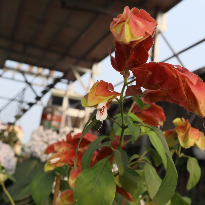 Rồng Nhả Ngọc 4