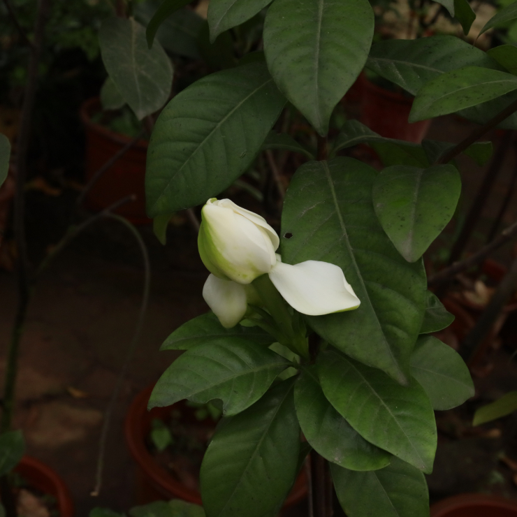 Dành Dành 4a