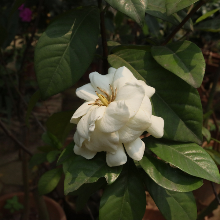 Dành Dành 7a