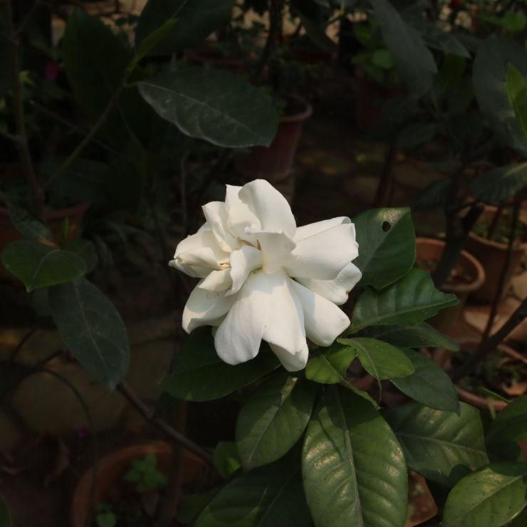 Dành Dành 6a