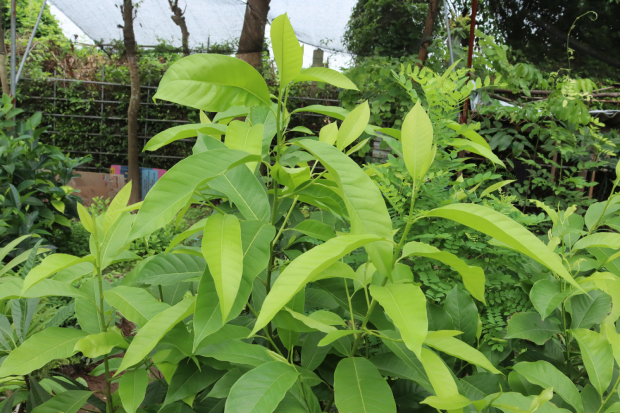 Ngọc Lan Vàng 2
