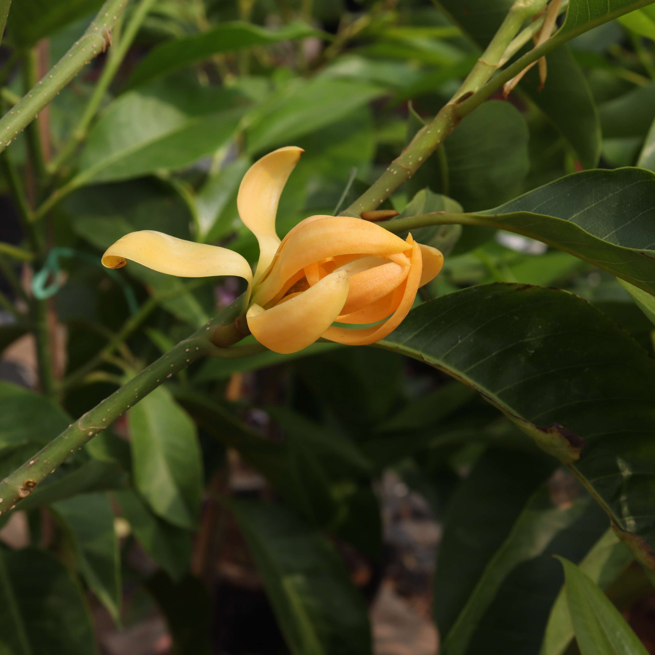 Ngọc Lan Vàng 1